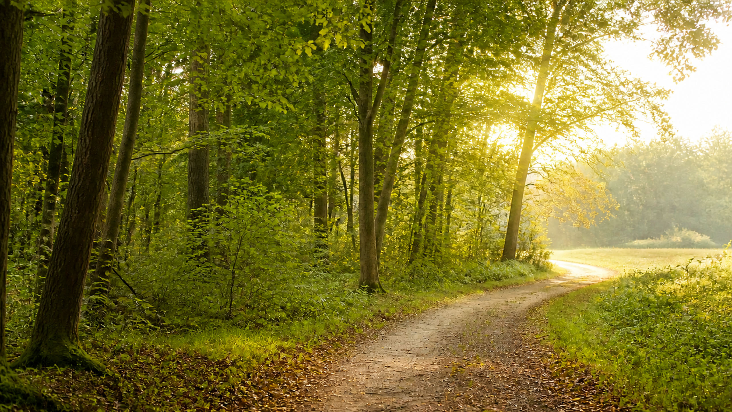 Heller Waldweg, der in eine offene Lichtung führt
